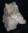 Unidentified Dinosaur Vertebra - Hell Creek #8985-1